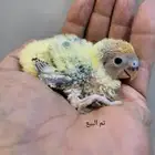 تم البيع