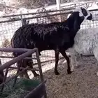 فحل سكني علا نجدي