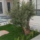 اشجار زيتون معمر قزم اسباني نخل زينة واشنطني عربي نخيل