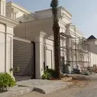 زيتون معمر زيتون قزم نخل زينة نخل عربي