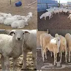 For Sale  250 Premium Organic Harri Sheep   Top Quality