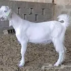 تيس سوري ابيض