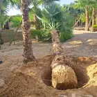 نخل واشنطني للبيع اشجار جهنميه نخيل واشنطونيا جميع المقاسات