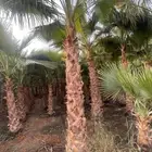 نخل واشنطني واشنطوانيا نخيل زينه امريكي