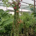 مزارع ومنسق الحدائق