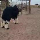 خروف_نجدي_فاخر جدأ_تم البيع ا (وصايا) صبة) شرط