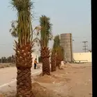 ابومحمد لتوريد جميع انواع النخيل المثمر وتركيب الشبوك ونخل ا