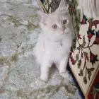 قطط لا التبني