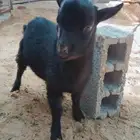 ماعز قزمي تيس اسود للبيع عمر شهرين