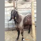 فحل وعنز قبرصيه بيور وعنز شاميهَة