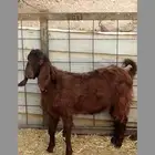 فحول قبرصيه منتخبه