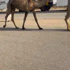 خفوت رباع دبيانيه على السوم