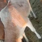 حسيلة للبيع