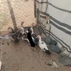 بط مسكوفي للبيع