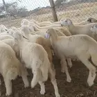 اضاحي طليان ورخال حري مشروطه( تم البيع)