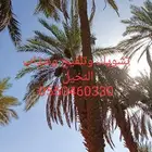 تشويك وتلقيح وشذاب النخيل وتكريب وتنضيف