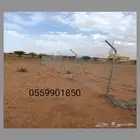 شبوك ونخيل