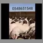 حلاقة اغنام ماكينة كهرباء