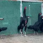 فروخ شامو ألماني