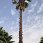 نخل وشنطني زينه بجميع المقاسات