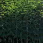 شتللت نباتات برية والنباتات الشوكية