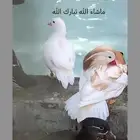 جوز بط مندرين اشقر نوادر بط