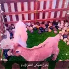 جوز ماعز قزمي ذكر وانثي عمر 8يام ( مبيوع )