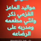 مواليد الماعز القزمي ذكر وانثي جميع الاوان