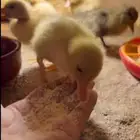 بط أليف كميه مفتوحه جميع الأعمار