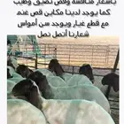 جز غنم او قص غنم في حفر الباطن وماحولها