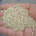 دخن يمني جبلبي ابيض عنثري