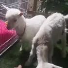 جوز ماعز قزمي تشيكي عمر اسابيع