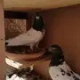 حمام باكستاني جوزين منتجه  TOP 