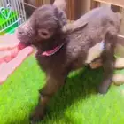 ماعز قزمي العمر اسبوع