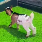 ماعز قزمي تشيكي تم البيع الله يبارك