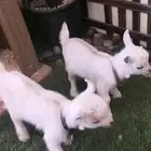 ماعز قزمي جوز ذكر وانثي مواليد