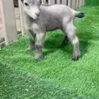 جوز قزمي تشيكي فخم من الاخر عمر 26 يوم