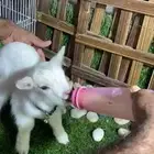 ماعز قزمي ذكر ابيض تشيكي العمر اسبوع