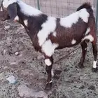 مشروع فحل كلهاري فاخر(تم البيع)