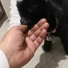 ماعز قزمي تشيكي اسود جميل عمر اسبوع