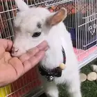 ماعز قزمي تشيكي ذكر عدد 6 مواليد