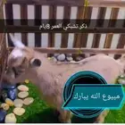 ماعز قزمي تشيكي مجموعه ( مبيوعه الله يبارك)