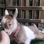 متوفر مواليد ماعز قزمي جميع الاوان