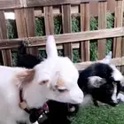 جوز ماعز قزمي تشيكي عمر 8يام