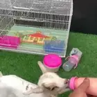 ماعز قزمي ذكر العمر 8 أيام مباع بارك الله لهم