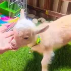 ماعز قزمي العمر 17يوم تشيكي