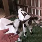 ماعز قزمي جوز عمر 9يام ذكر وانثي