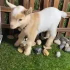 ماعز قزمي تشيكي انثي عناق جفره عمر اسبوع