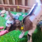 ماعز قزمي الوان مختلفه العمر اسبوع