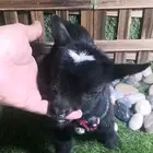 ماعز قزمي العمر اسبوع